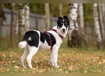 Hübsche KATIE sucht eine aktive Familie