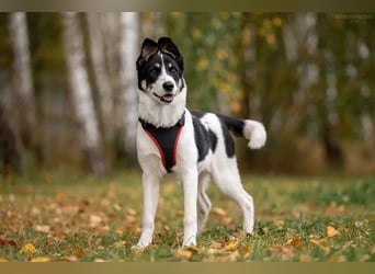 Hübsche KATIE sucht eine aktive Familie