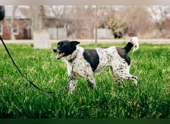 MAYKA – liebevolle Familienhündin sucht ihr Glück