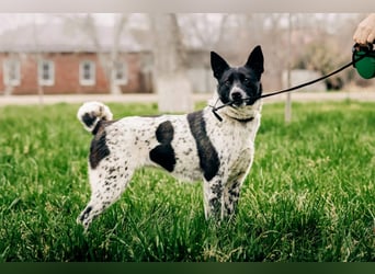 MAYKA – liebevolle Familienhündin sucht ihr Glück