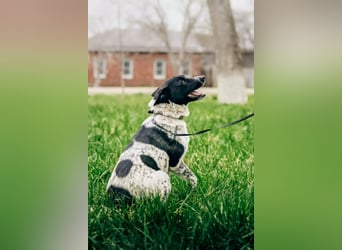 MAYKA – liebevolle Familienhündin sucht ihr Glück