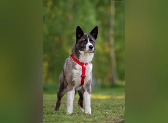 Aufmerksame MAYA sucht treue Menschen