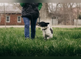 MAYKA – liebevolle Familienhündin sucht ihr Glück