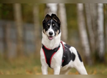 Hübsche KATIE sucht eine aktive Familie