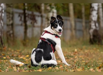 Hübsche KATIE sucht eine aktive Familie