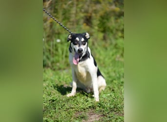 Aufgeschlossener VALIK sucht ein Zuhause