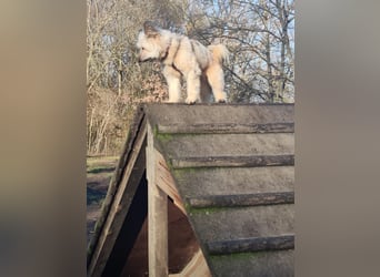 Eshka wartet auf Sie!