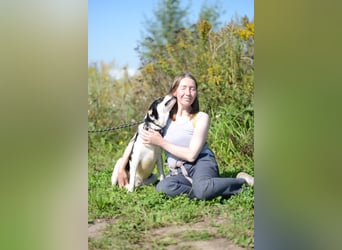 Aufgeschlossener VALIK sucht ein Zuhause