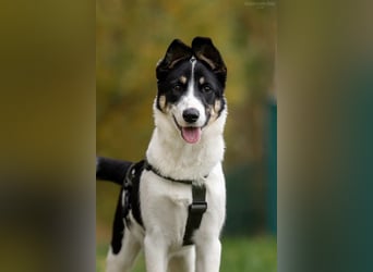 Hübsche KATIE sucht eine aktive Familie