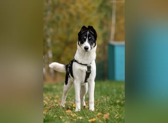Hübsche KATIE sucht eine aktive Familie