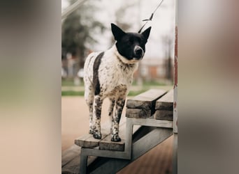 MAYKA – liebevolle Familienhündin sucht ihr Glück