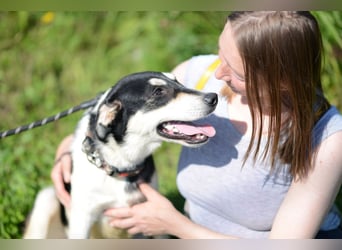 Aufgeschlossener VALIK sucht ein Zuhause