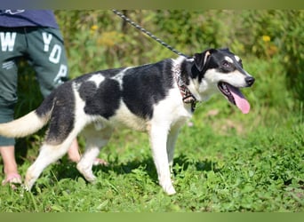 Aufgeschlossener VALIK sucht ein Zuhause