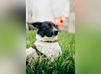 MAYKA – liebevolle Familienhündin sucht ihr Glück