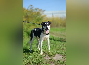 Aufgeschlossener VALIK sucht ein Zuhause