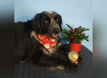 Valik sucht seine Familie!