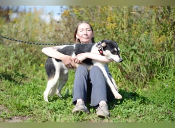 Aufgeschlossener VALIK sucht ein Zuhause