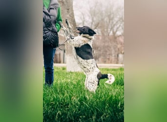 MAYKA – liebevolle Familienhündin sucht ihr Glück