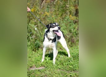 Aufgeschlossener VALIK sucht ein Zuhause