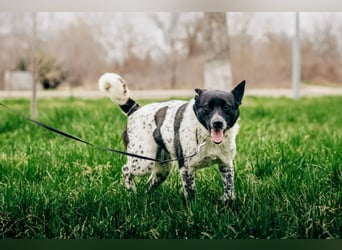 MAYKA – liebevolle Familienhündin sucht ihr Glück