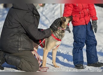 Schlaue DINA sucht eine Familie gerne mit Kindern