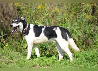 Aufgeschlossener VALIK sucht ein Zuhause