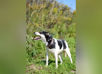 Aufgeschlossener VALIK sucht ein Zuhause