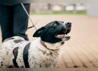 MAYKA – liebevolle Familienhündin sucht ihr Glück