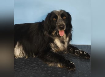 Valik sucht seine Familie!