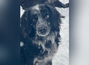 Valik sucht seine Familie!