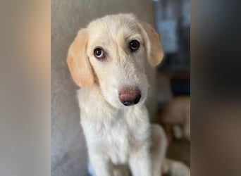 Garetto, geb. ca. 04/2025, lebt in GRIECHENLAND, im städt. Tierheim Serres