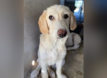 Garetto, geb. ca. 04/2025, lebt in GRIECHENLAND, im städt. Tierheim Serres