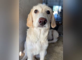 Garetto, geb. ca. 04/2025, lebt in GRIECHENLAND, im städt. Tierheim Serres