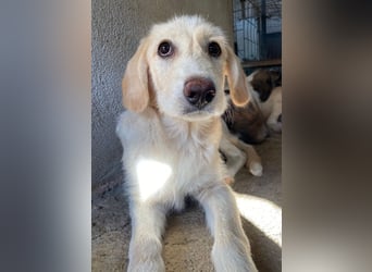 Garetto, geb. ca. 04/2025, lebt in GRIECHENLAND, im städt. Tierheim Serres