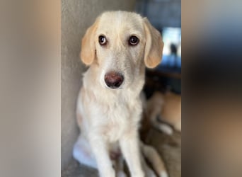 Garetto, geb. ca. 04/2025, lebt in GRIECHENLAND, im städt. Tierheim Serres