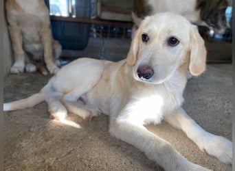 Garetto, geb. ca. 04/2025, lebt in GRIECHENLAND, im städt. Tierheim Serres