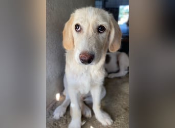 Garetto, geb. ca. 04/2025, lebt in GRIECHENLAND, im städt. Tierheim Serres