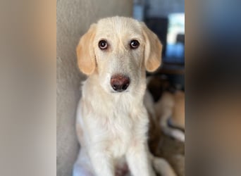 Garetto, geb. ca. 04/2025, lebt in GRIECHENLAND, im städt. Tierheim Serres