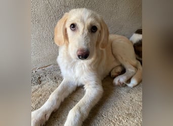 Garetto, geb. ca. 04/2025, lebt in GRIECHENLAND, im städt. Tierheim Serres