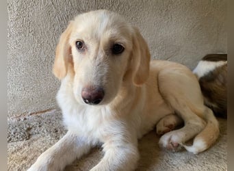 Garetto, geb. ca. 04/2025, lebt in GRIECHENLAND, im städt. Tierheim Serres