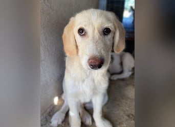 Garetto, geb. ca. 04/2025, lebt in GRIECHENLAND, im städt. Tierheim Serres