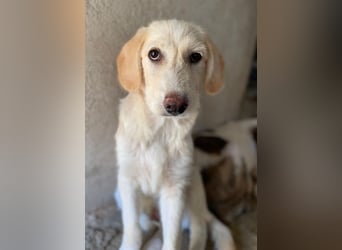 Garetto, geb. ca. 04/2025, lebt in GRIECHENLAND, im städt. Tierheim Serres