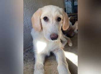 Garetto, geb. ca. 04/2025, lebt in GRIECHENLAND, im städt. Tierheim Serres