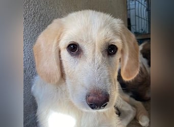 Garetto, geb. ca. 04/2025, lebt in GRIECHENLAND, im städt. Tierheim Serres