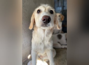 Garetto, geb. ca. 04/2025, lebt in GRIECHENLAND, im städt. Tierheim Serres