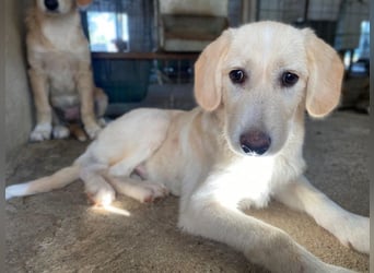 Garetto, geb. ca. 04/2025, lebt in GRIECHENLAND, im städt. Tierheim Serres