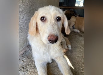 Garetto, geb. ca. 04/2025, lebt in GRIECHENLAND, im städt. Tierheim Serres