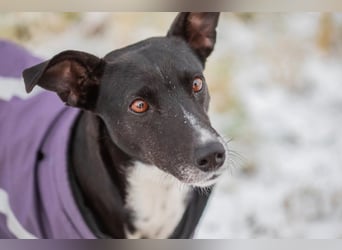 Huhu ich bin die Kira mit drei Beinen und liebe das Leben