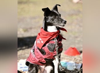 Hallo ich bin Kira, eine Herz auf drei Pfoten