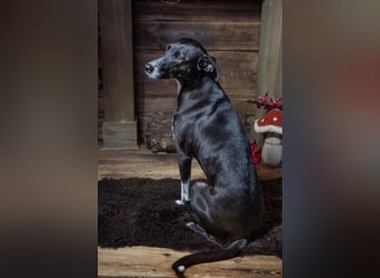 Kira lebensfrohes Dreibein